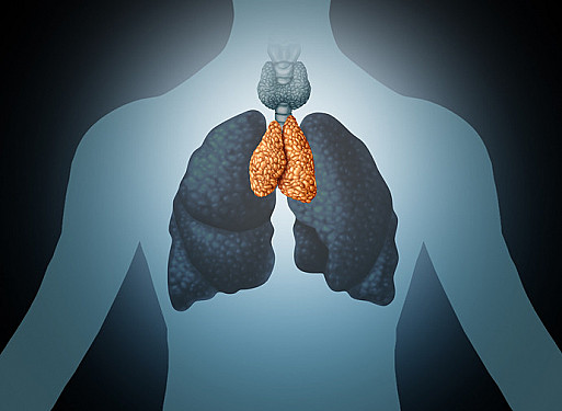 Got immunity? Thank your thymus featured image
