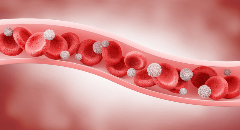 Veins are a key player in the body: Here's why