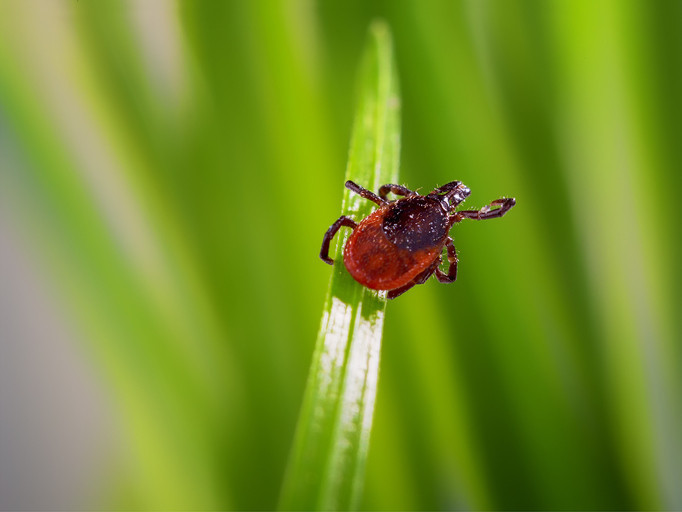 Babesiosis: A tick-borne illness on the rise