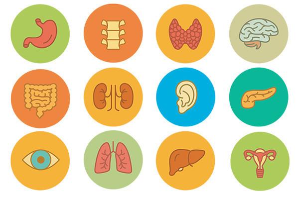 7 organs or glands you may do just fine without