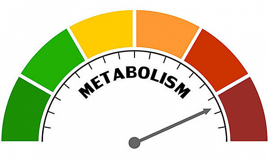 Surprising findings about metabolism and age featured image