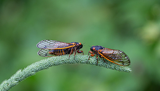 The cicadas are here: How's your appetite? featured image