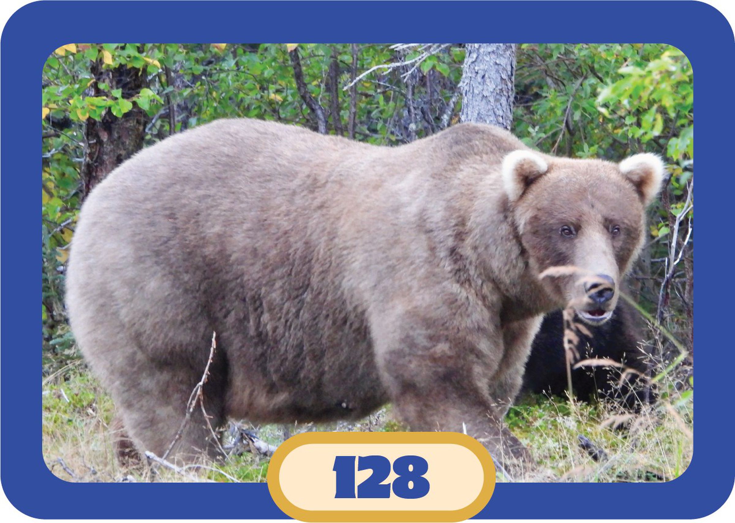 An image of a fat brown bear.
