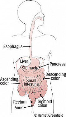 Peptic ulcer featured image