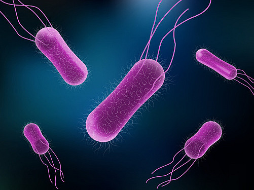 Salmonella is sneaky: Watch out featured image