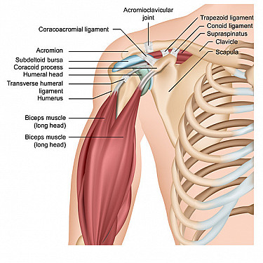 Collarbone (clavicle) fracture featured image