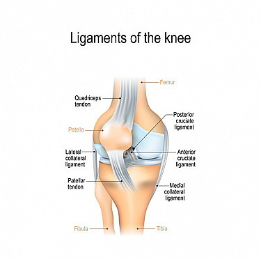 Posterior cruciate ligament (PCL) injuries featured image