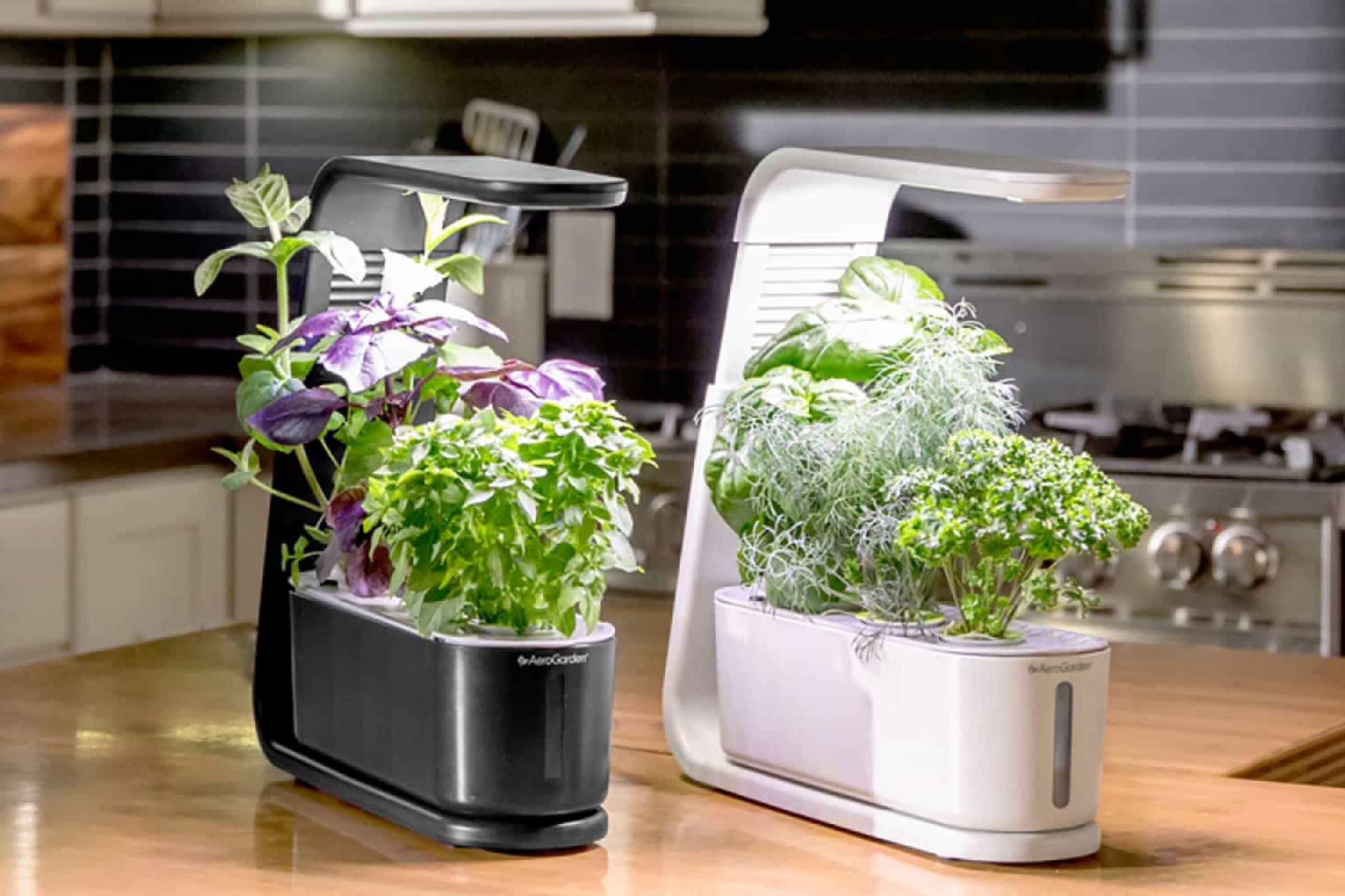 Two AeroGarden smart home indoor garden kits sitting on a countertop with plants growing from them.