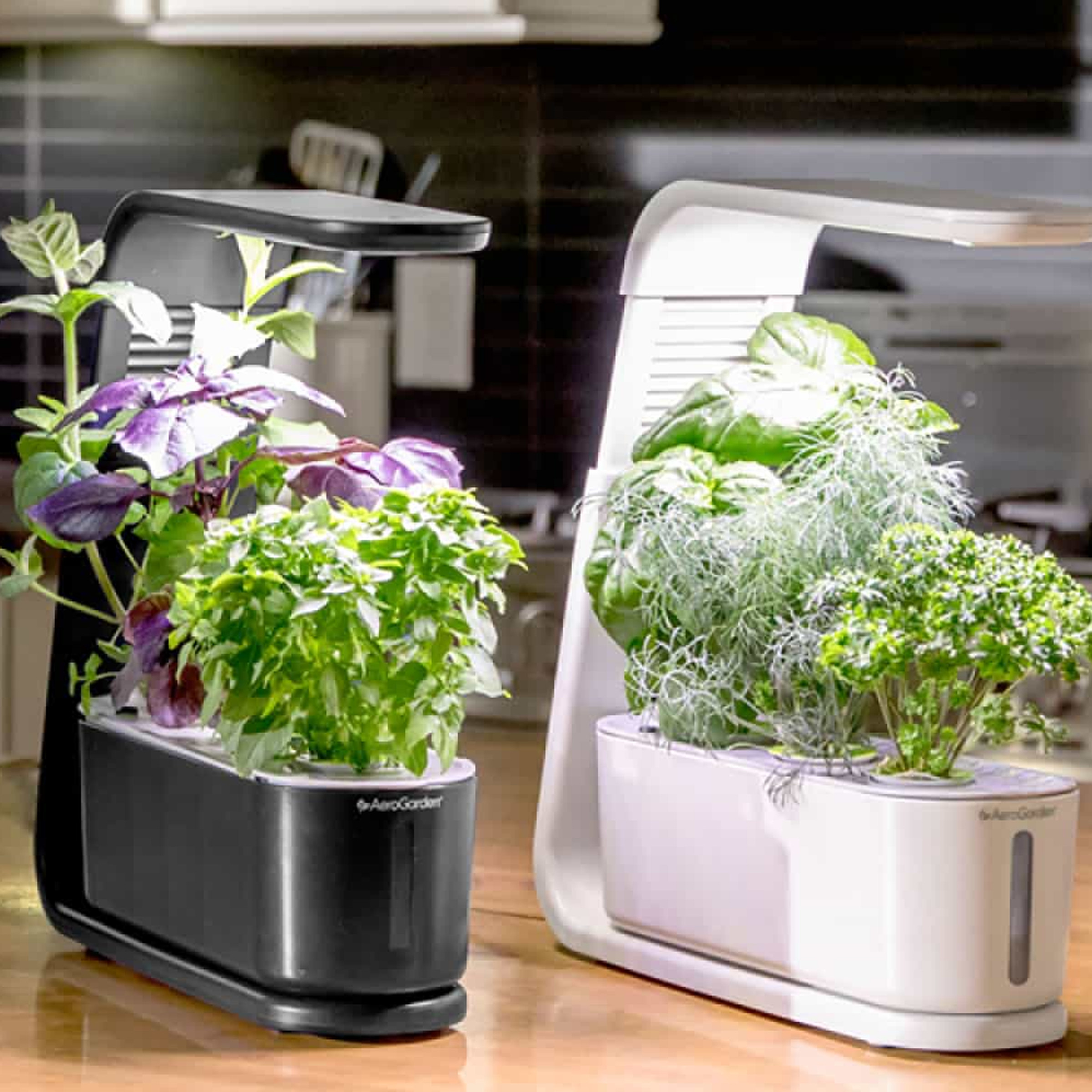 Two AeroGarden smart home indoor garden kits sitting on a countertop with plants growing from them.