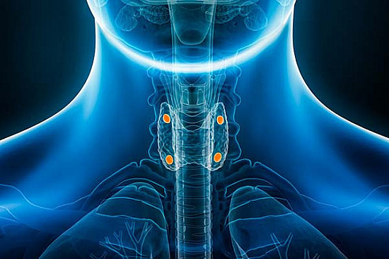 Your amazing parathyroid glands featured image