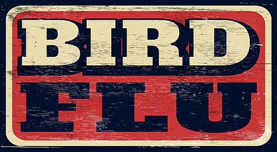 A bird flu primer: What to know and do featured image