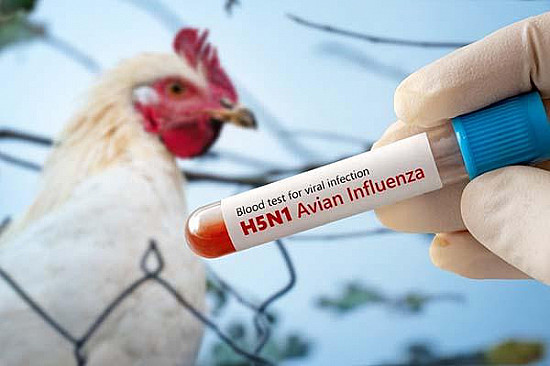 Bird flu: Where we are now and what to know about prevention featured image