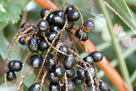 Can saw palmetto treat an enlarged prostate? featured image