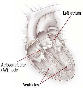 medical illustration of a heart with pointers to the atria, ventricles, and the atrioventricular node referenced in the article
