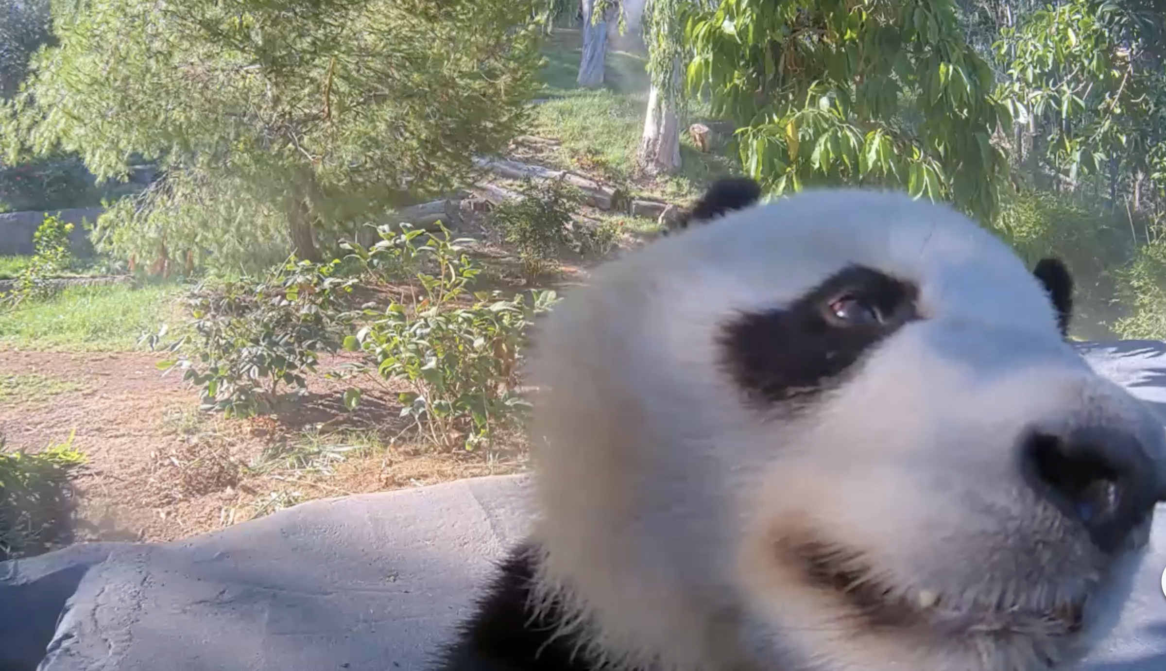 A closeup of a panda’s face looking into a camera.